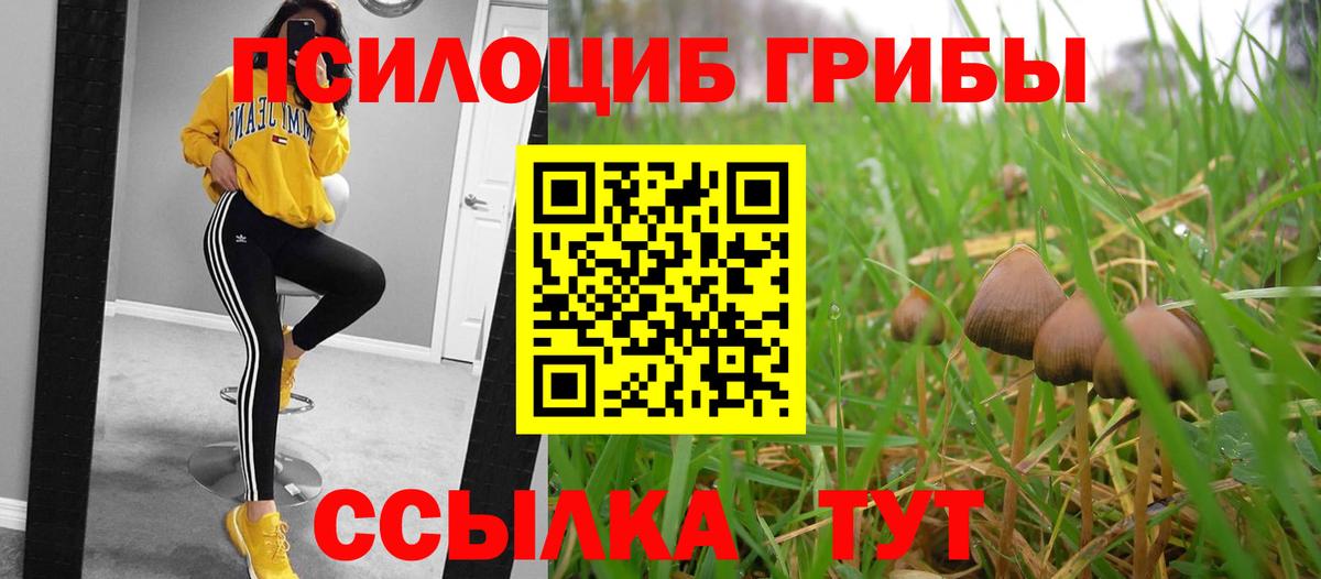 Галлюциногенные грибы Psilocybe Воркута